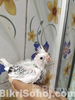 Cocotail bird